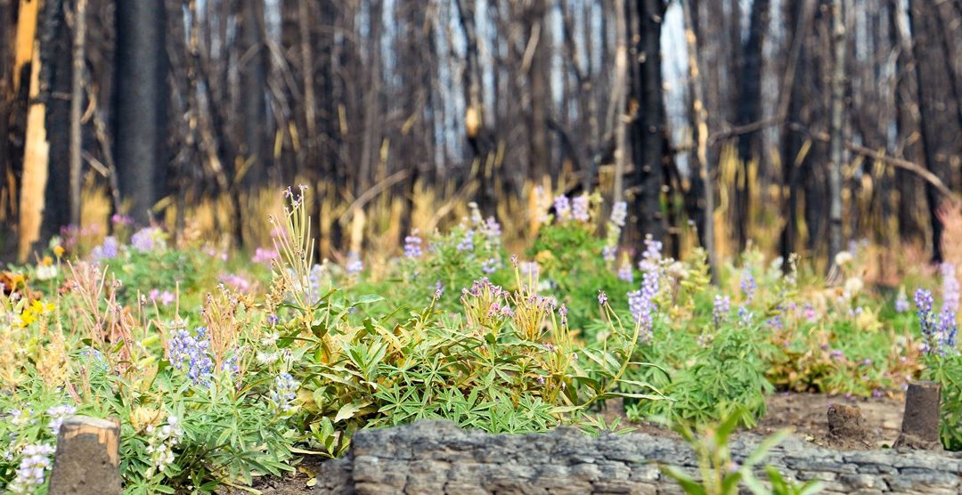 Burnt forest with purple wild flowers growing
