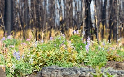 How Does a Forest Fire Relate to a Pandemic?