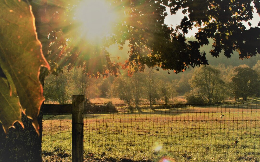 Sun shining through a tree with green pasture in the background.