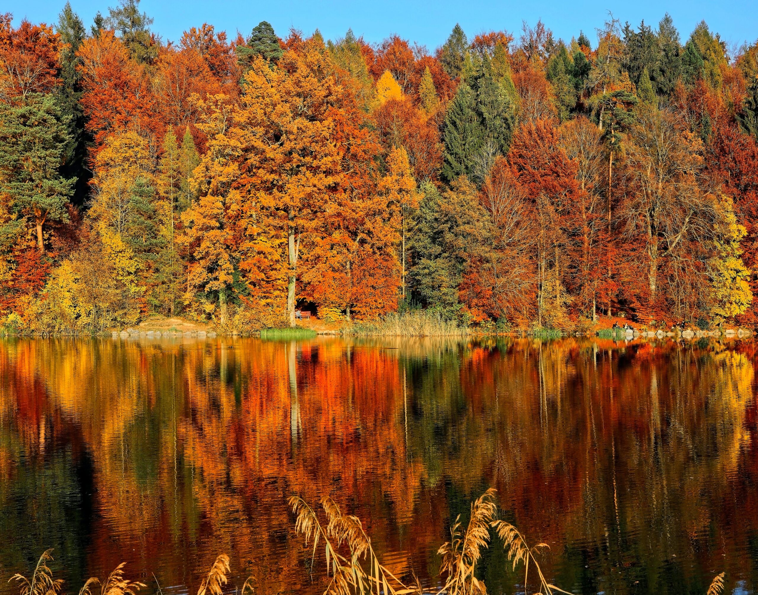 Fall scenery with lake and trees in the background