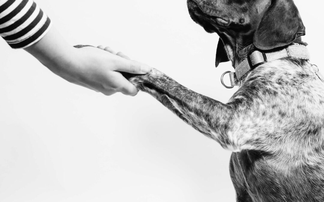 Dog with paw in human hand