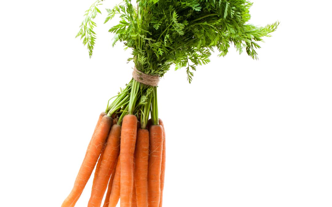 Hanging bunch of new carrots isolated on white